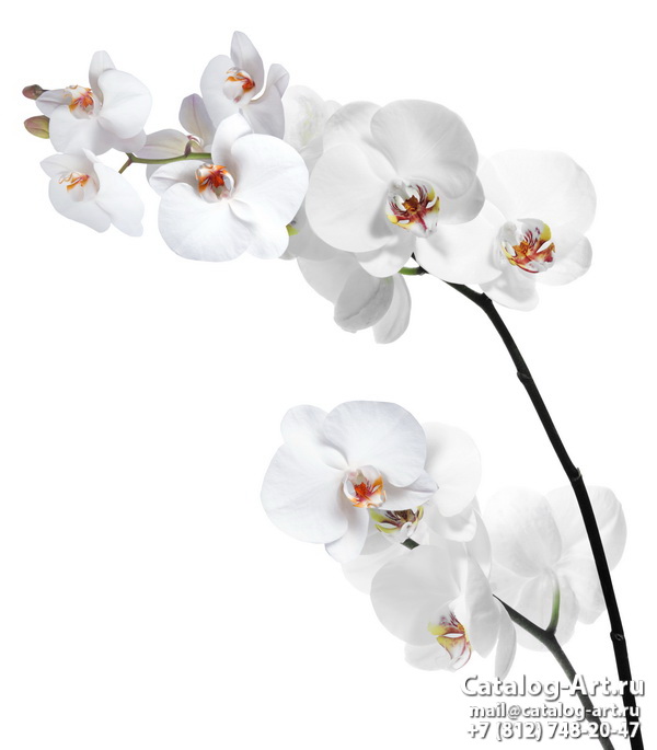 White orchids 47